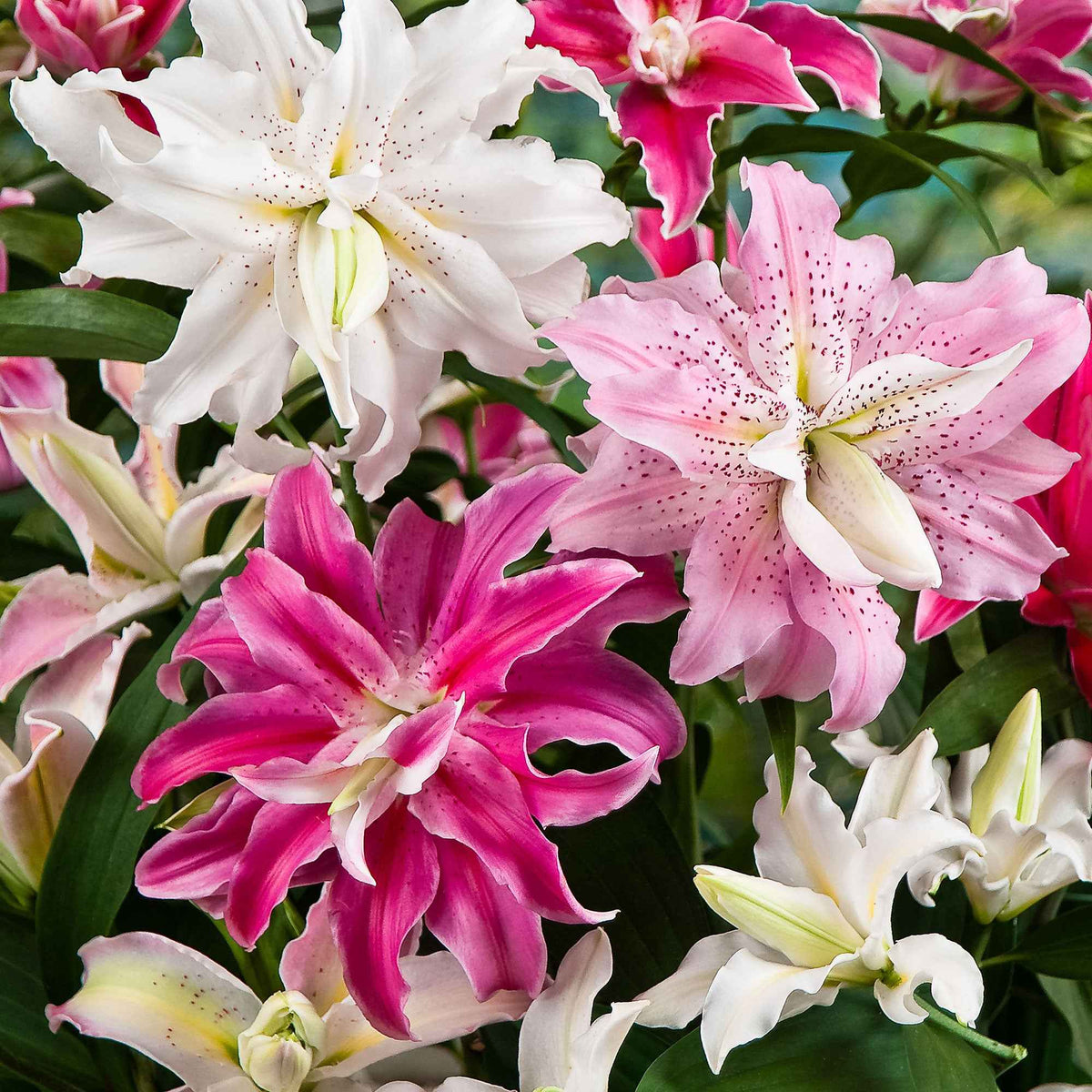 Dubbelbloemige lelie - Mix 'The Roses' (x3) - Bakker