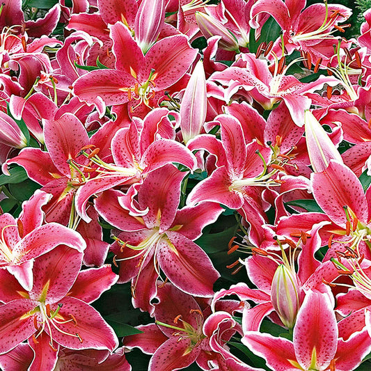 Lelie 'Starlight Express' (x5) - Bakker