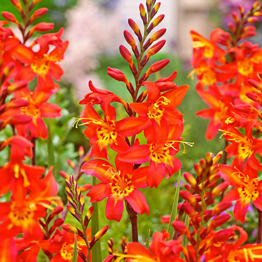 Crocosmia 'Prince of Orange' (x10) - Crocosmia  'prince of orange' - Bloembollen