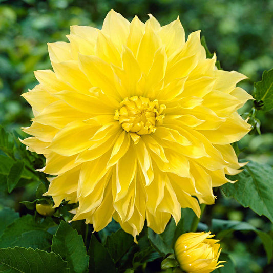 Dubbelbloemige Dahlia 'Kelvin Floodlight' (x3) - Bakker