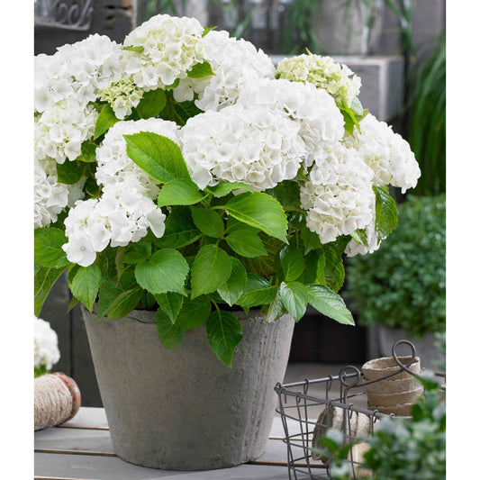Boerenhortensia wit - Hydrangea macrophylla - Hortensia