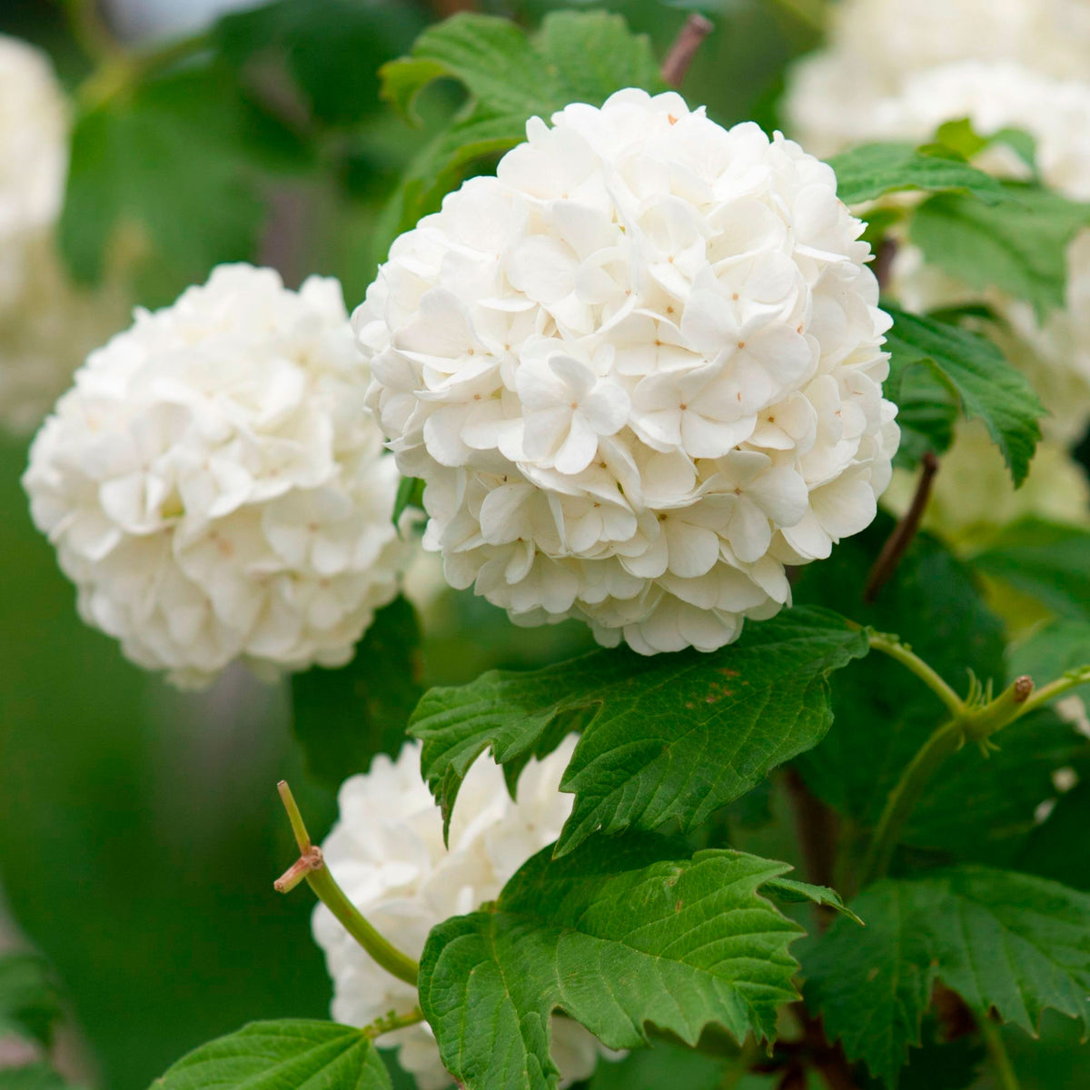 Sneeuwbal (Viburnum) - Gelderse roos 'Roseum' - Viburnum opulus Roseum