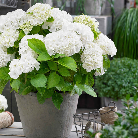 Boerenhortensia wit - Bakker