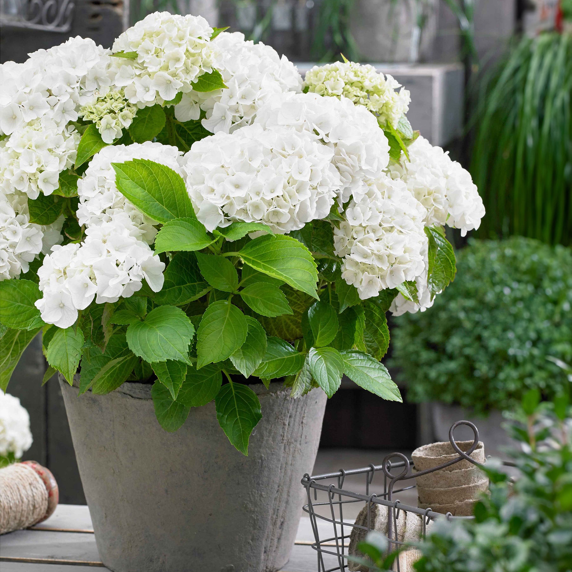 Boerenhortensia wit - Hydrangea macrophylla - Hortensia