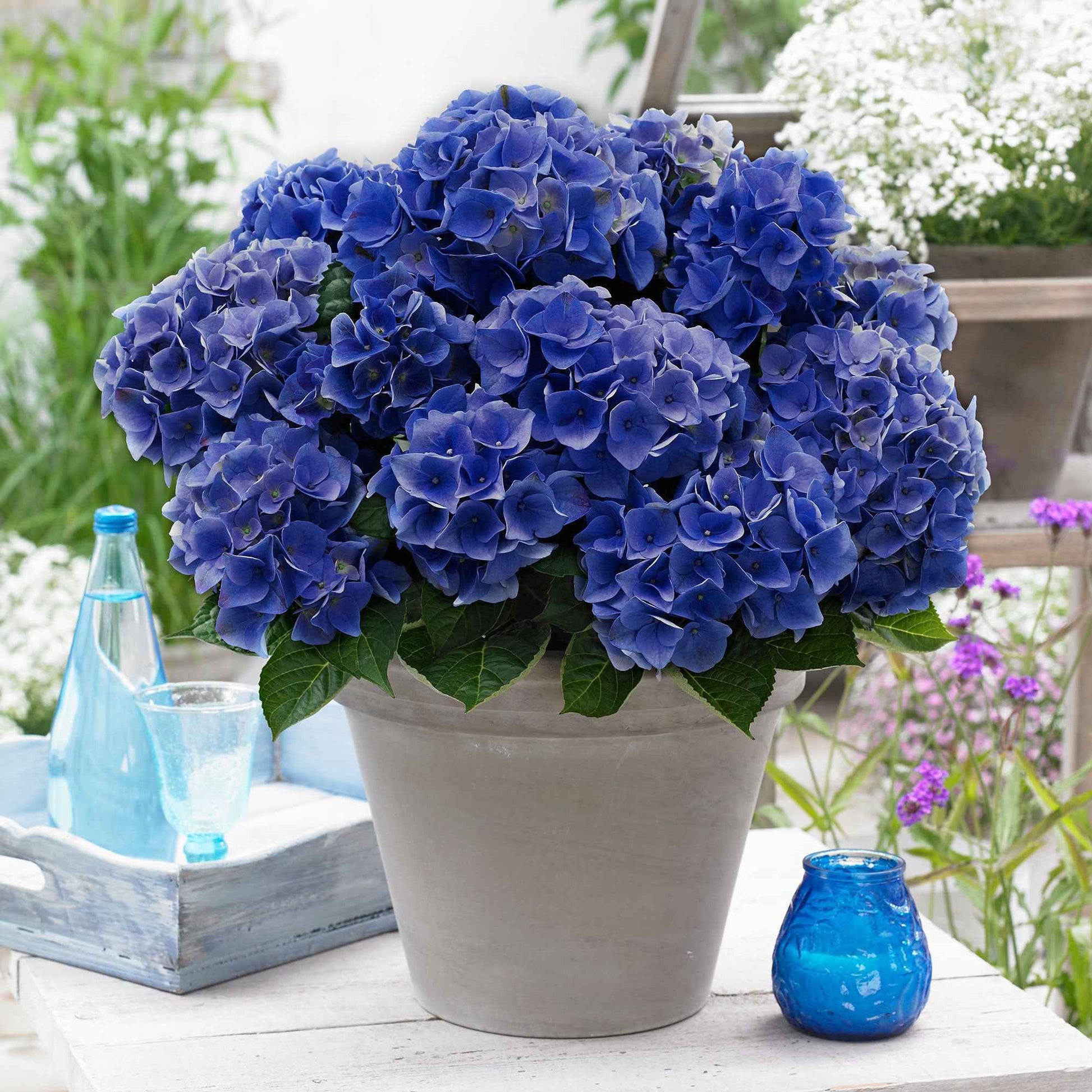 Boerenhortensia 'Blue Boogie Woogie'® - Hydrangea macrophylla 'blue boogie woogie' - Hortensia