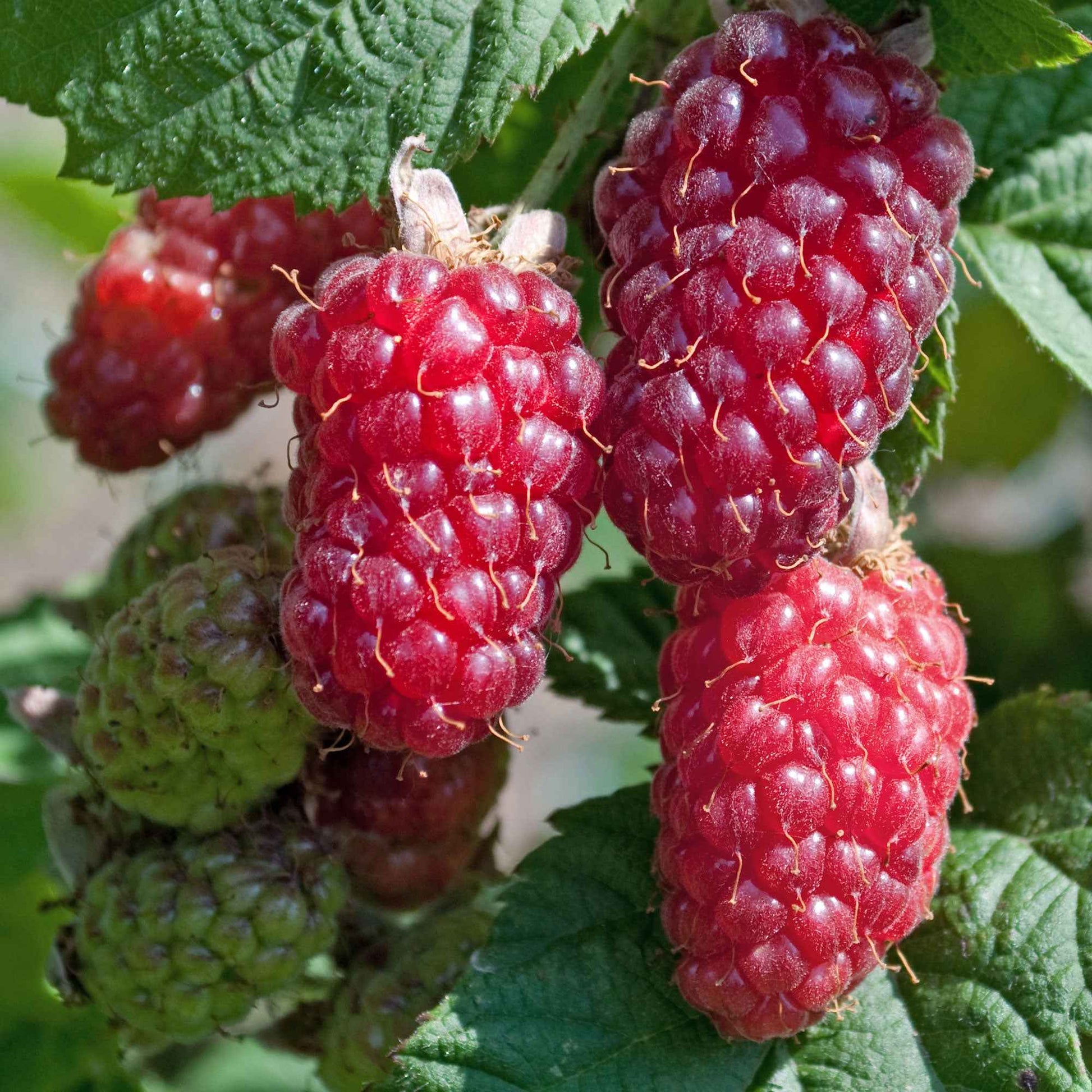 Taybes 'Tayberry' - Rubus 'tayberry' - Tuinplanten