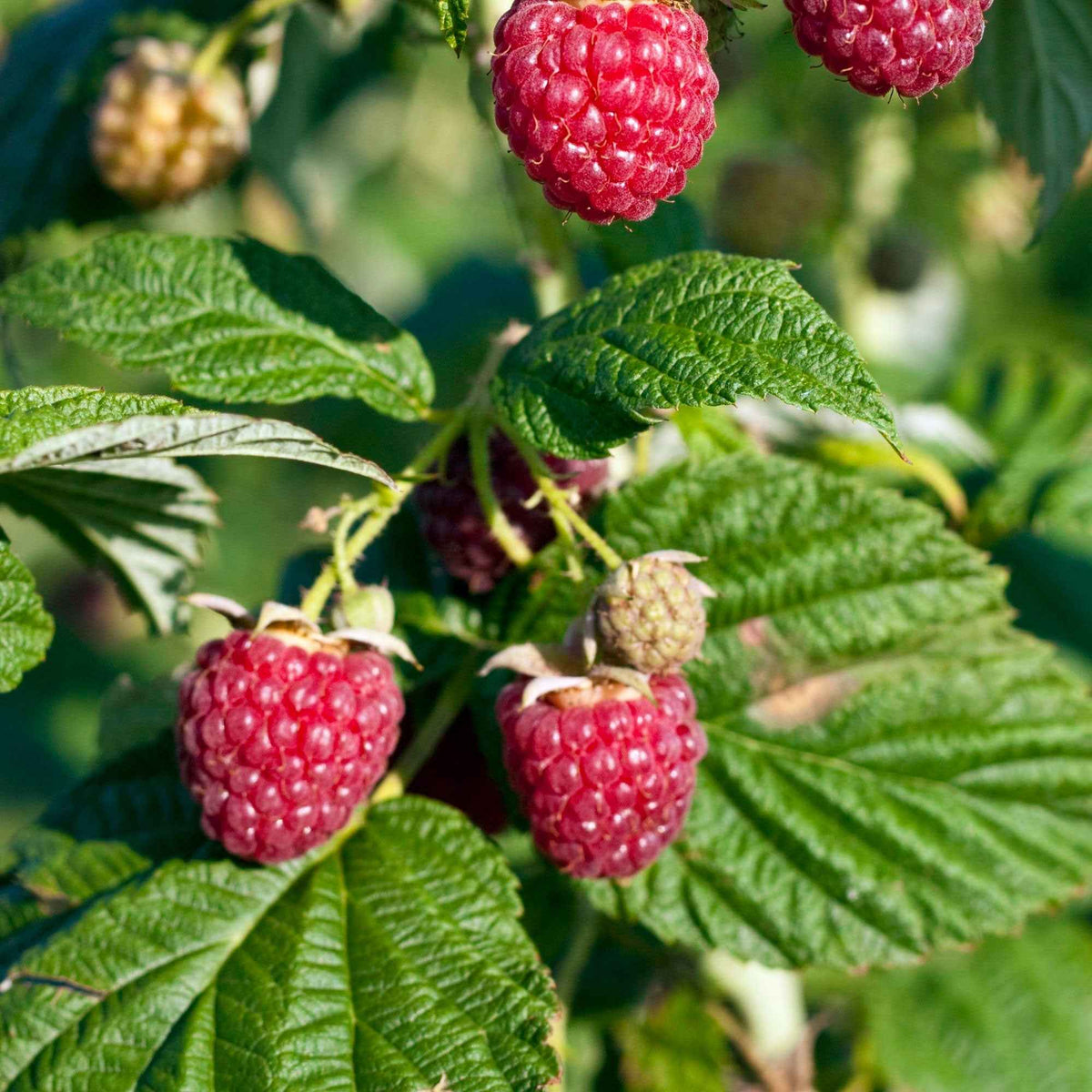 Dwergframboos 'Sweet Sister' - Bakker