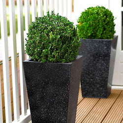 Buxus bolvorm - Buxus sempervirens - Tuinplanten