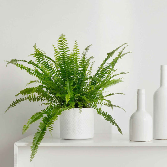 Krulvaren Nephrolepis 'Green Lady' - Bakker