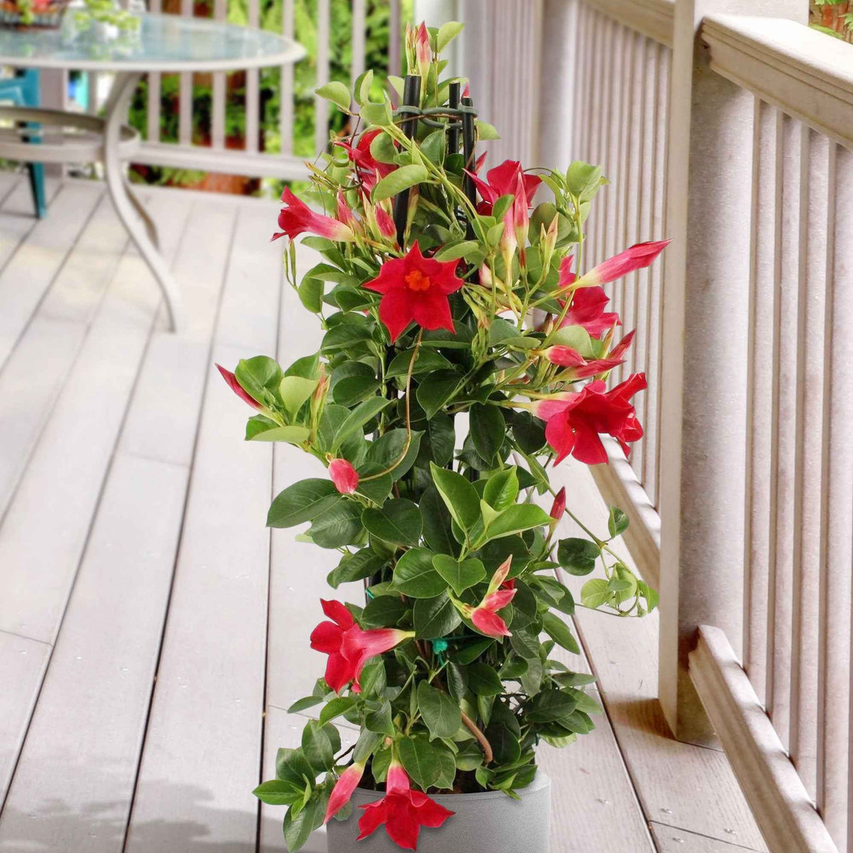 Mandevilla - Chileense jasmijn rood - Chileense jasmijn - Mandevilla