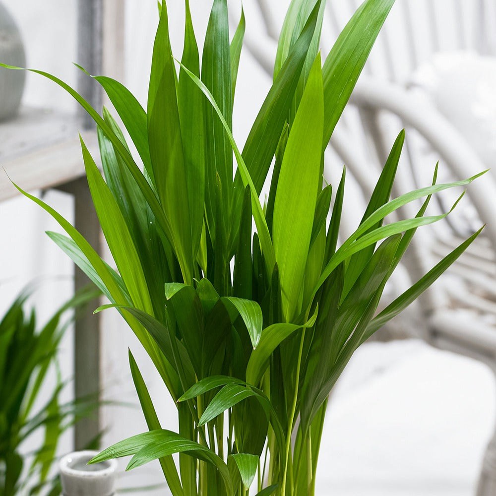 Verkoop Areca palm