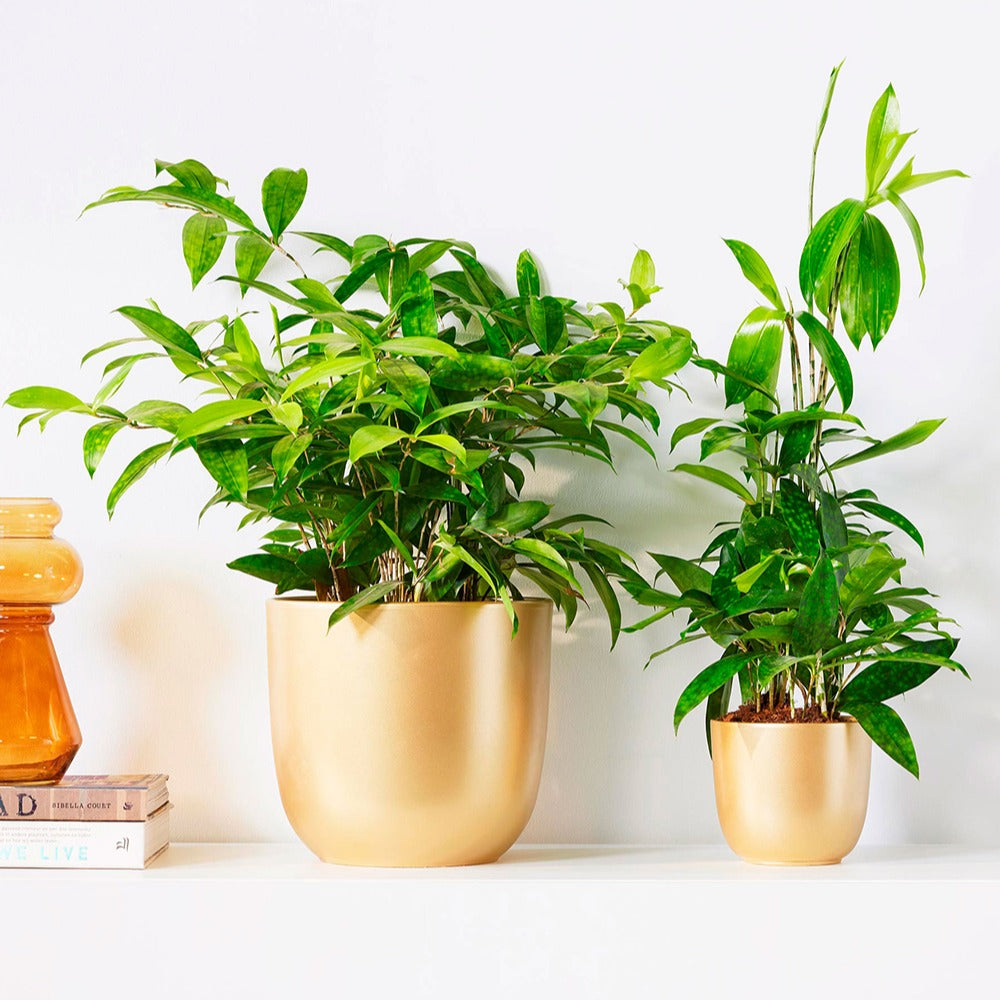 Drakenbloedboom - Dracaena surculosa - Bakker
