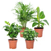 Tropische kamerplanten Mix (x4) - Chamaedorea elegans, Arum syngonium, Musa, Coffea arabica - Kamerplanten