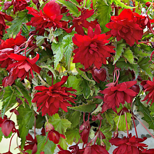 Hangbegonia 'Scarlet' - Begonia pendula 'scarlet' - Bloembollen