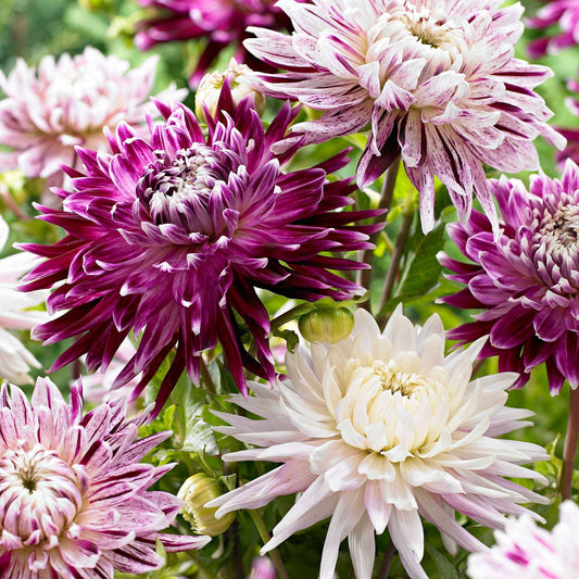 Dahlia 'Avignon' + 'Vancouver' (x3) - Dahlia 'avignon','vancouver' - Bloembollen