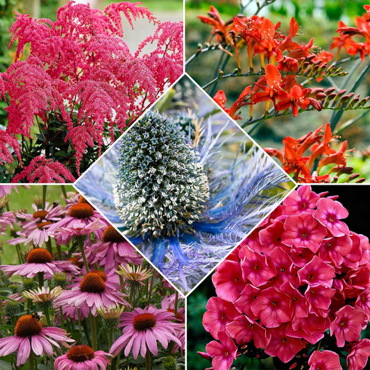 Vaste planten - Mix 'Bees and Butterflies' - Echinacea purpurea, eryngium alpinum, crocosmia, astilbe, phlox - Tuinplanten