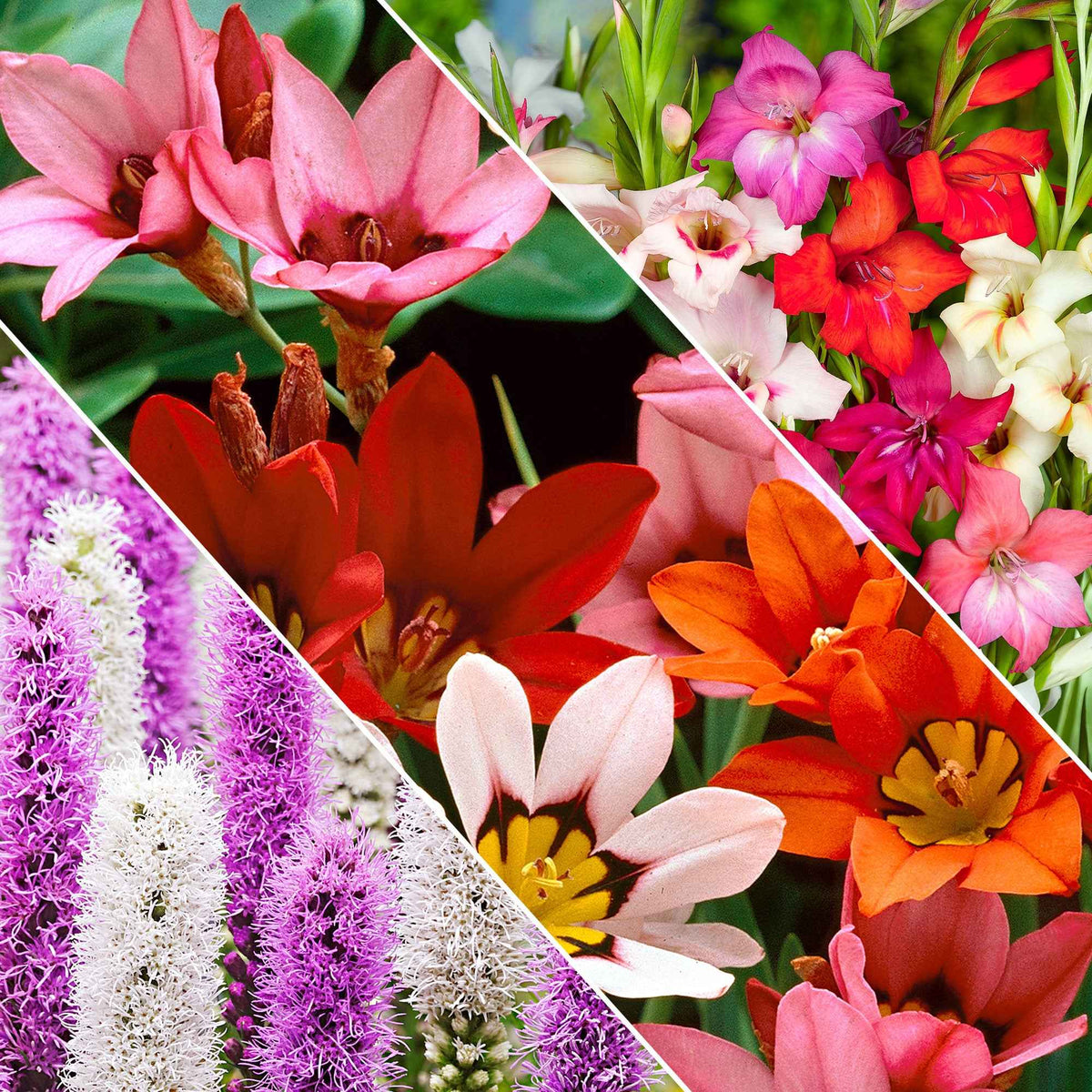 Bloembollen - Mix 'For Bees & Butterflies' (x50) - Bakker