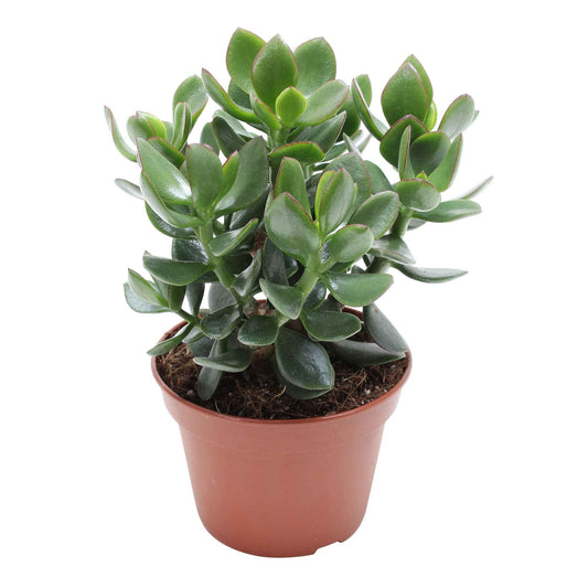Jadeplant Crassula 'Hulk' - Bakker