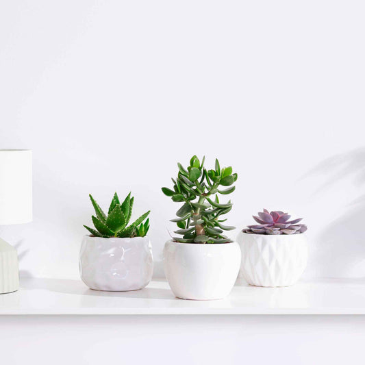 Succulent  Mix - Crassula 'Minova Magic' + 2 Gasterias - Bakker