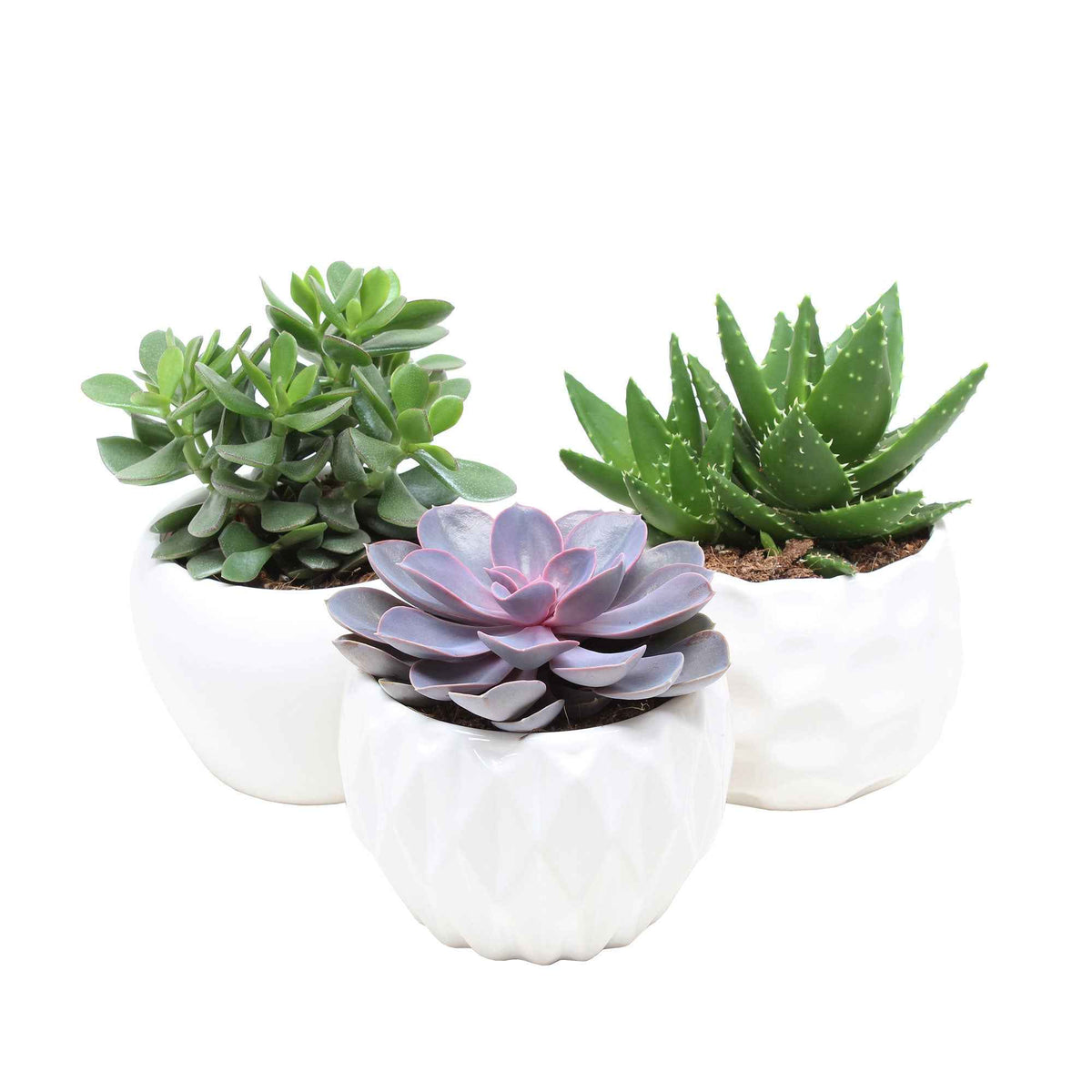 Succulent  Mix - Crassula 'Minova Magic' + 2 Gasterias - Aloe Perfoliata, Echeveria 'Purple Pearl', Crassula 'Minova Magic' - Bakker