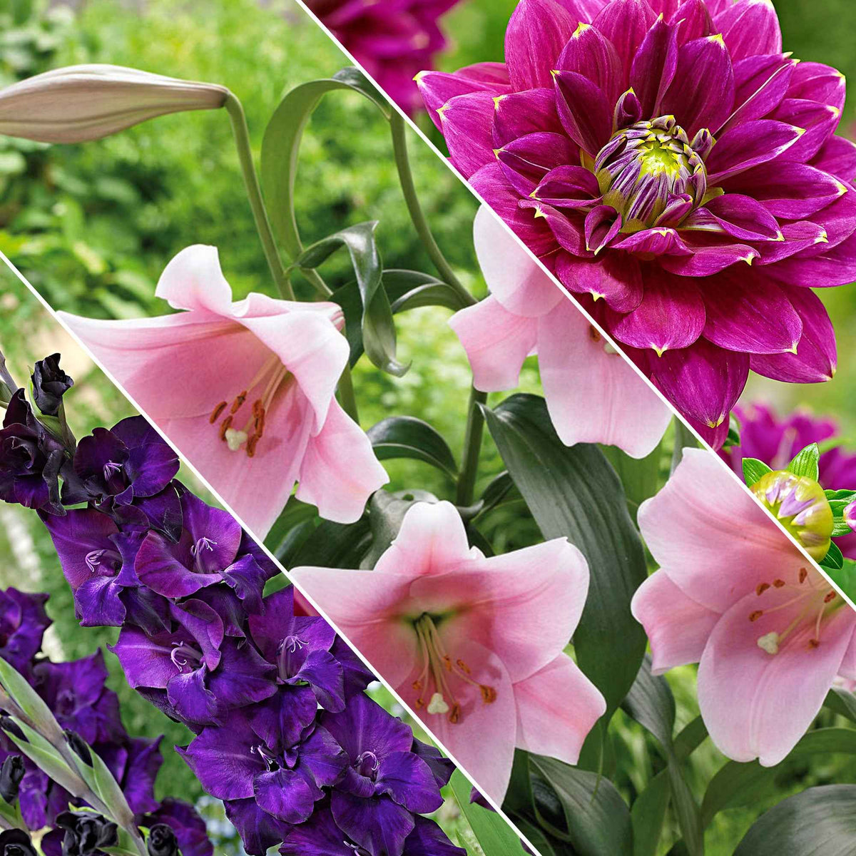 Bloembollen - Mix 'Hello Summer!' (x30) - Bakker
