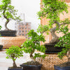 Bonsai Carmona bol-vorm - Bonsaï carmona - Kamerplanten