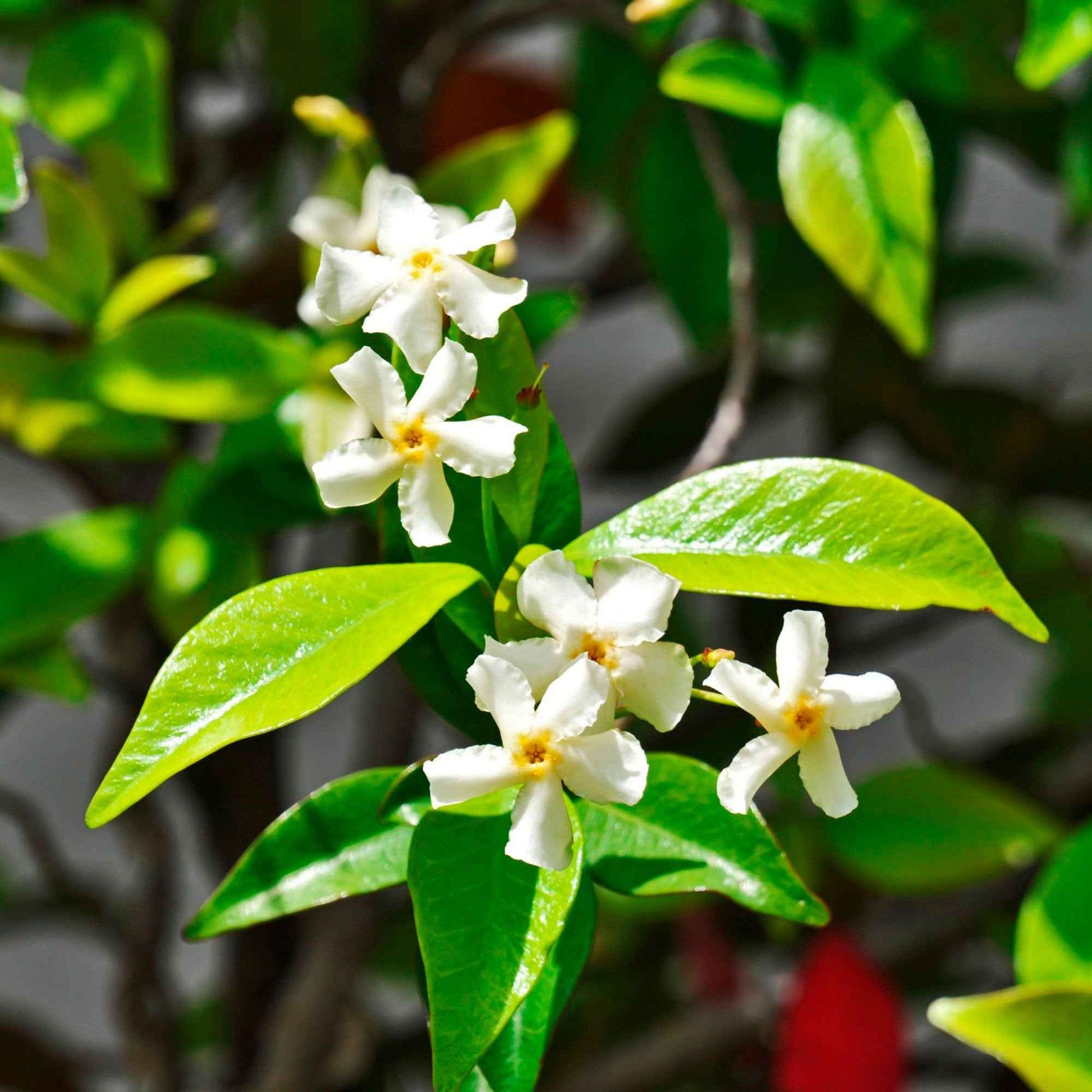 Trachelospermum 'Winter Ruby' | Toscaanse Jasmijn | Sterjasmijn kopen? | Het Groene Paradijs Trachelospermum 'Winter Ruby' | Toscaanse Jasmijn | Sterjasmijn kopen? | Het Groene Paradijs