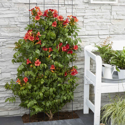 Trompetbloem 'Fire Trumpet' - Campsis x tagliabuana 'fire trumpet' - Tuinplanten