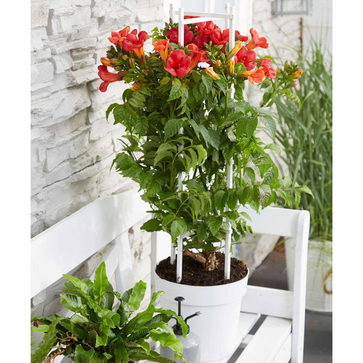 Trompetbloem 'Fire Trumpet' - Campsis x tagliabuana 'fire trumpet' - Bakker
