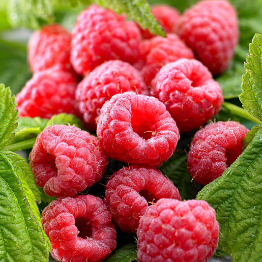 Framboos 'Twotimer Sugana Red' - Bakker