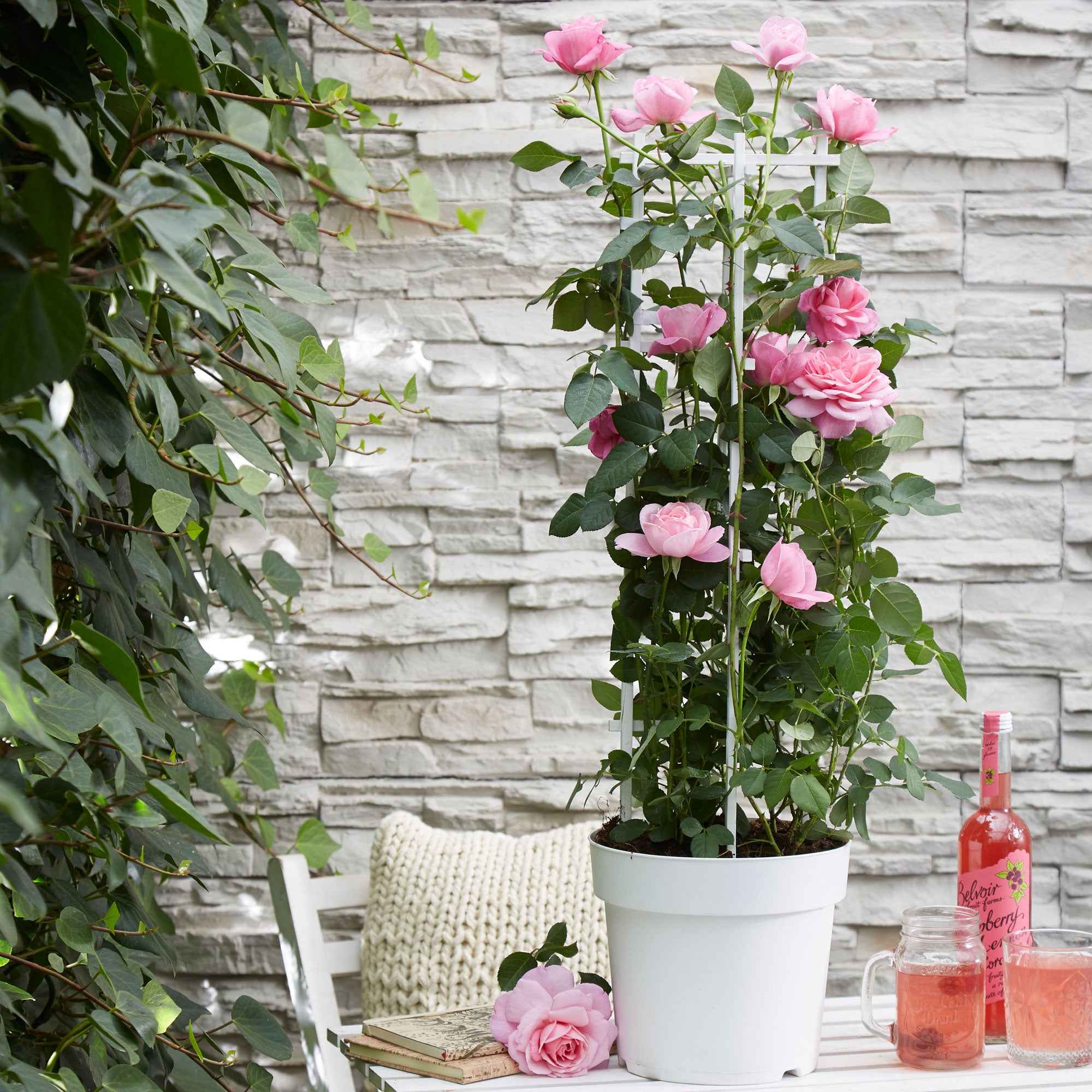 Klimroos 'Crazy in Love' roze - Rosa hybride 'crazy in love pink