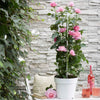 Klimroos 'Crazy in Love' roze - Rosa hybride 'crazy in love pink' - Tuinplanten