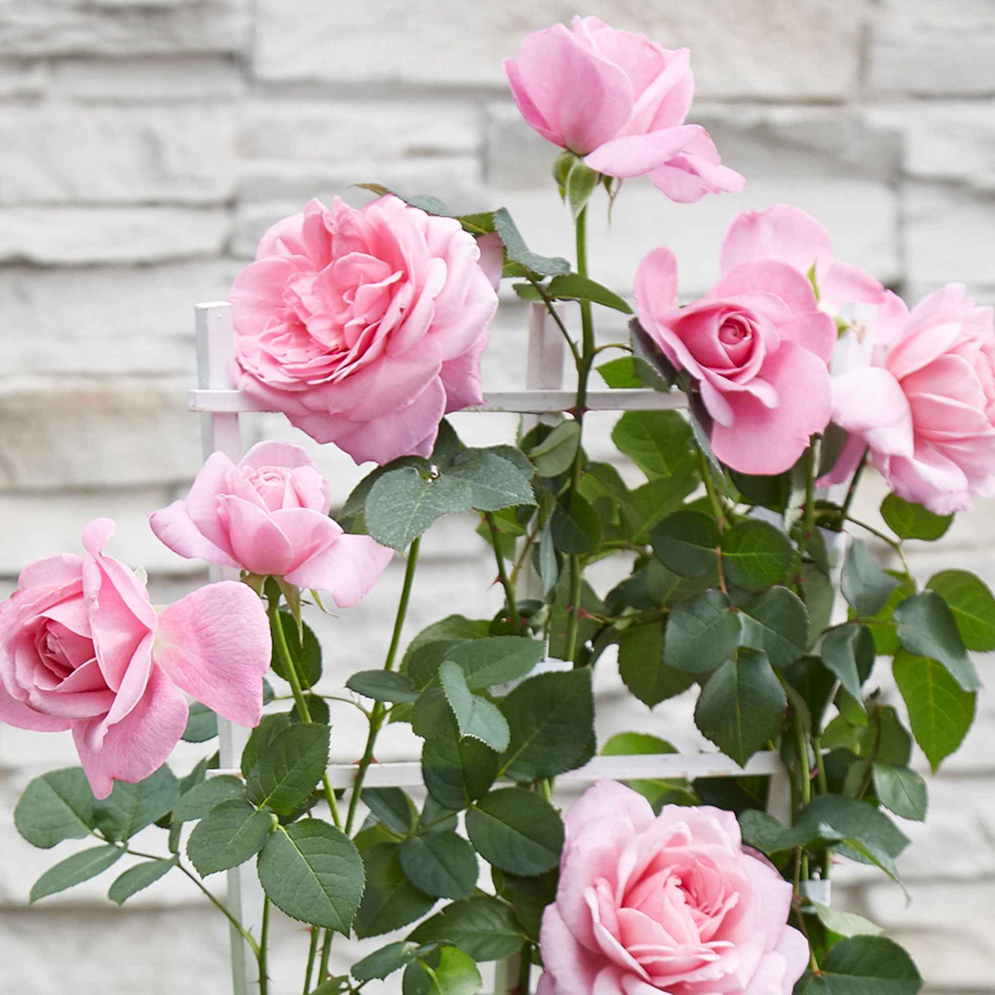 rose pink様❁︎オーダー　ハーバリウム2027 2.11。:°ஐ*。: Klimroos 'Crazy in Love' roze - Rosa hybride 'crazy in love pink