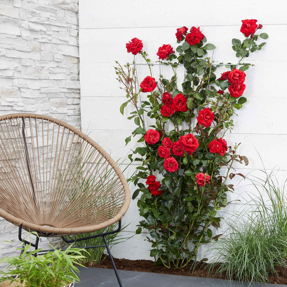 Klimroos Rosa 'Crazy in Love' rood - Bakker