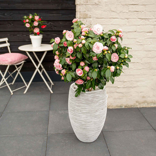 Camelia 'Bonomiana' - Bakker