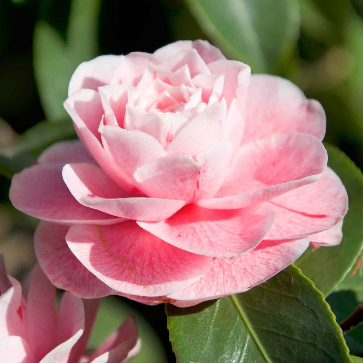 Camelia 'Bonomiana' - Camellia japonica Bonomiana - Bakker