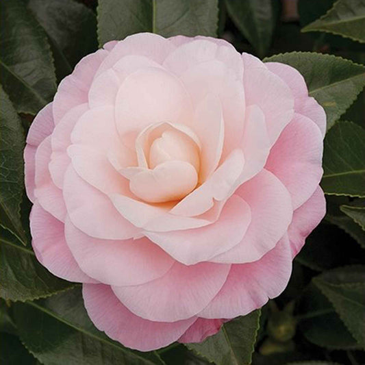 Camelia 'Nuccio’s Cameo' - Bakker