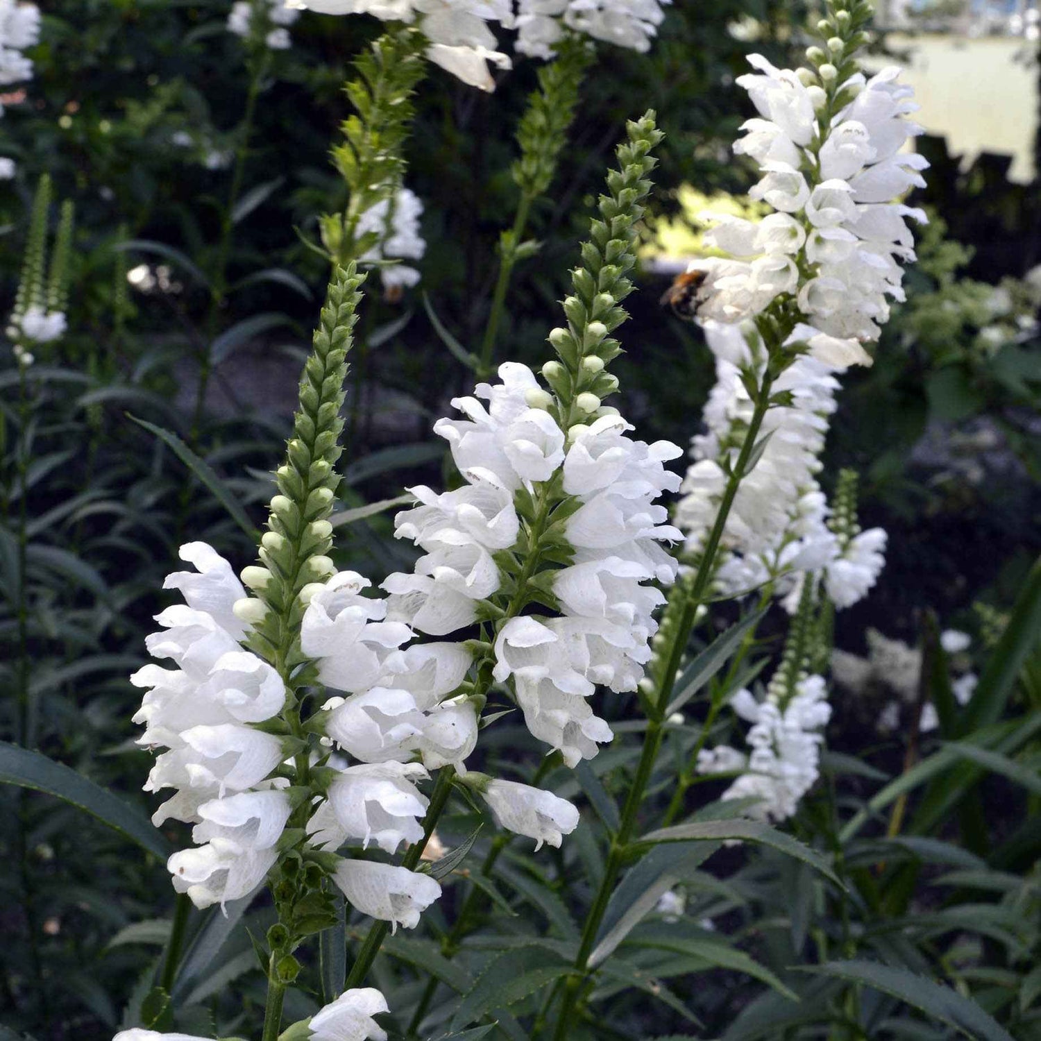 Biologische tuinplanten