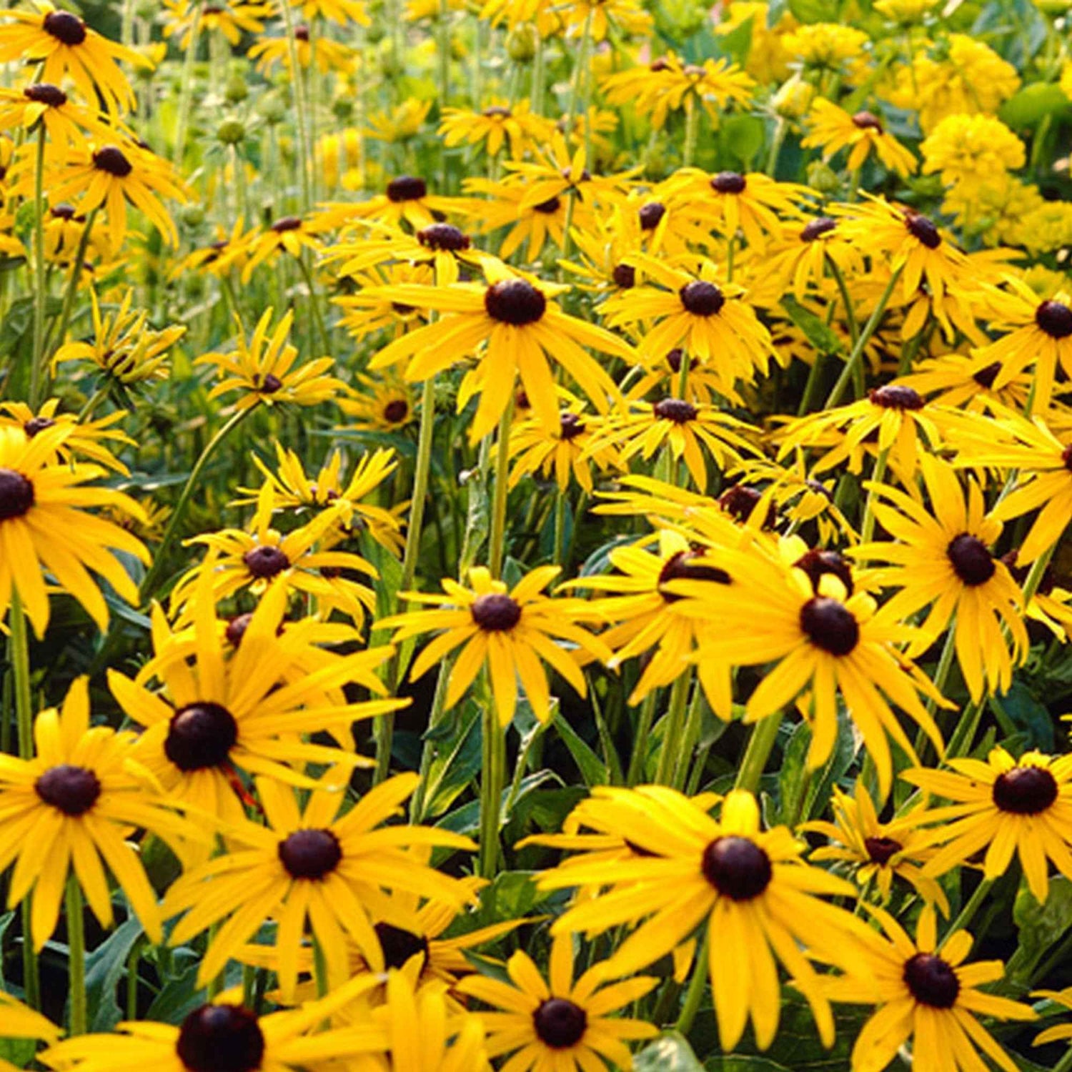 Rudbeckia