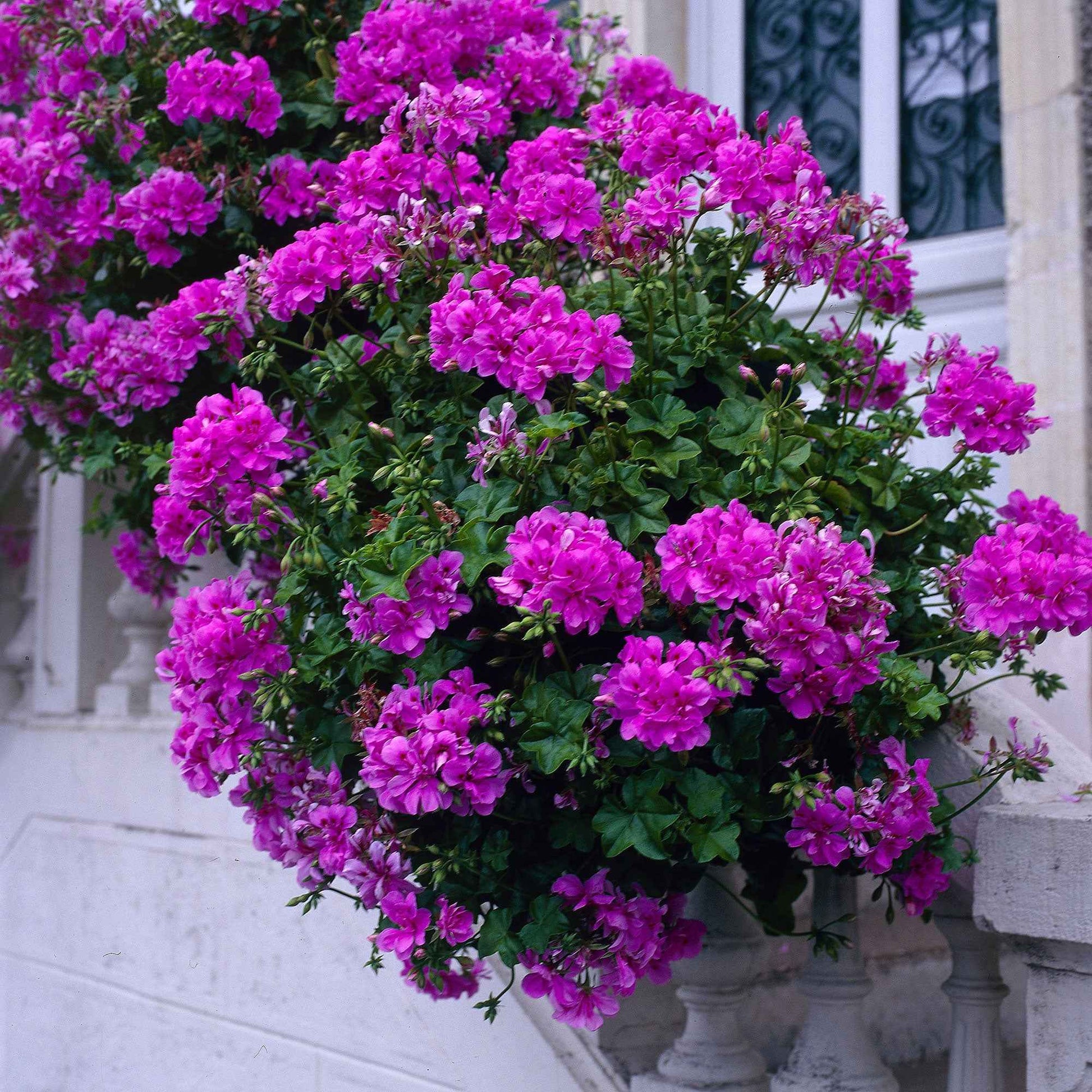 Geranium 'Dark Lilac' (x3) - Pelargonium zonale 'dark lilac' - Terras- en balkonplanten