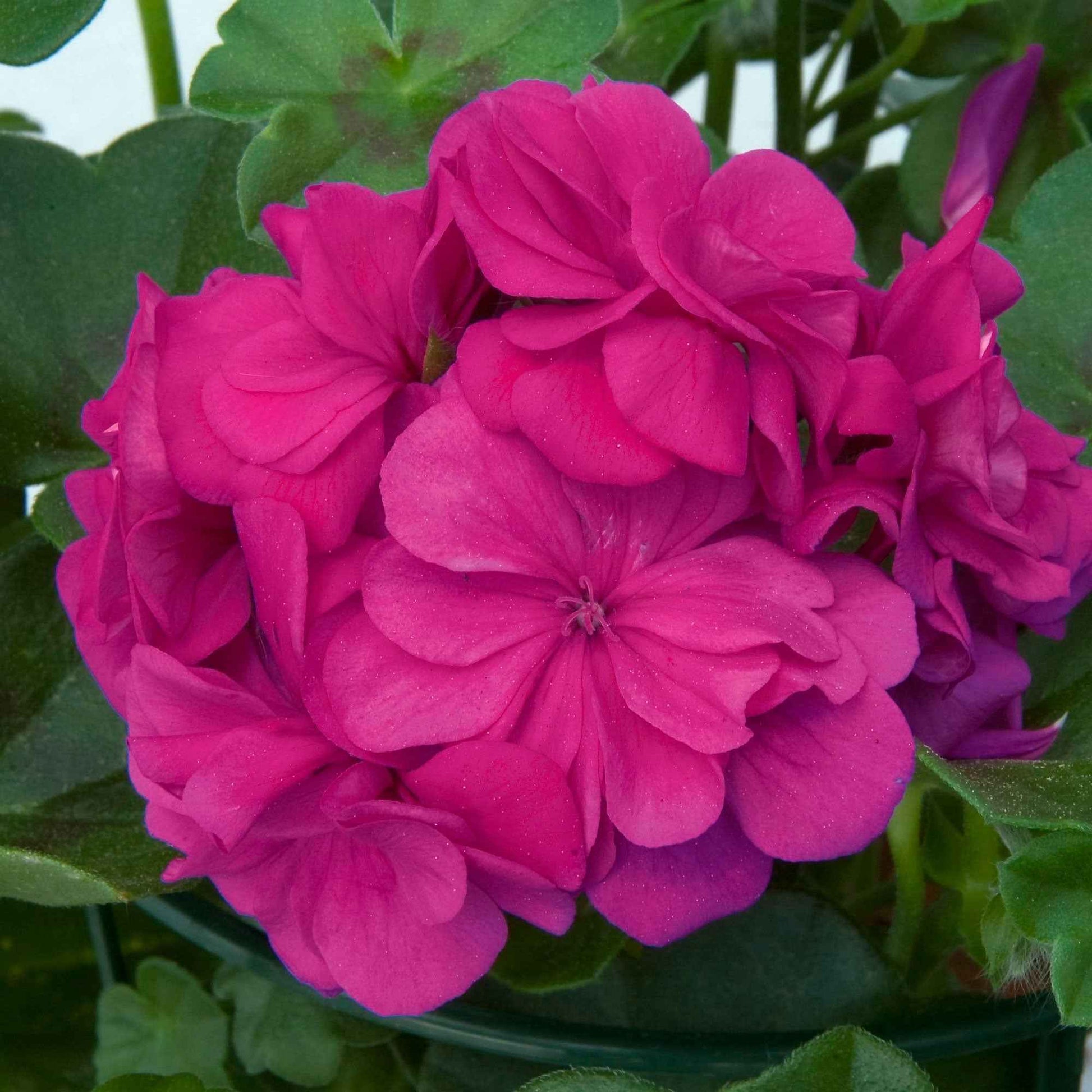 Geranium 'Dark Lilac' (x3) - Pelargonium zonale 'dark lilac'