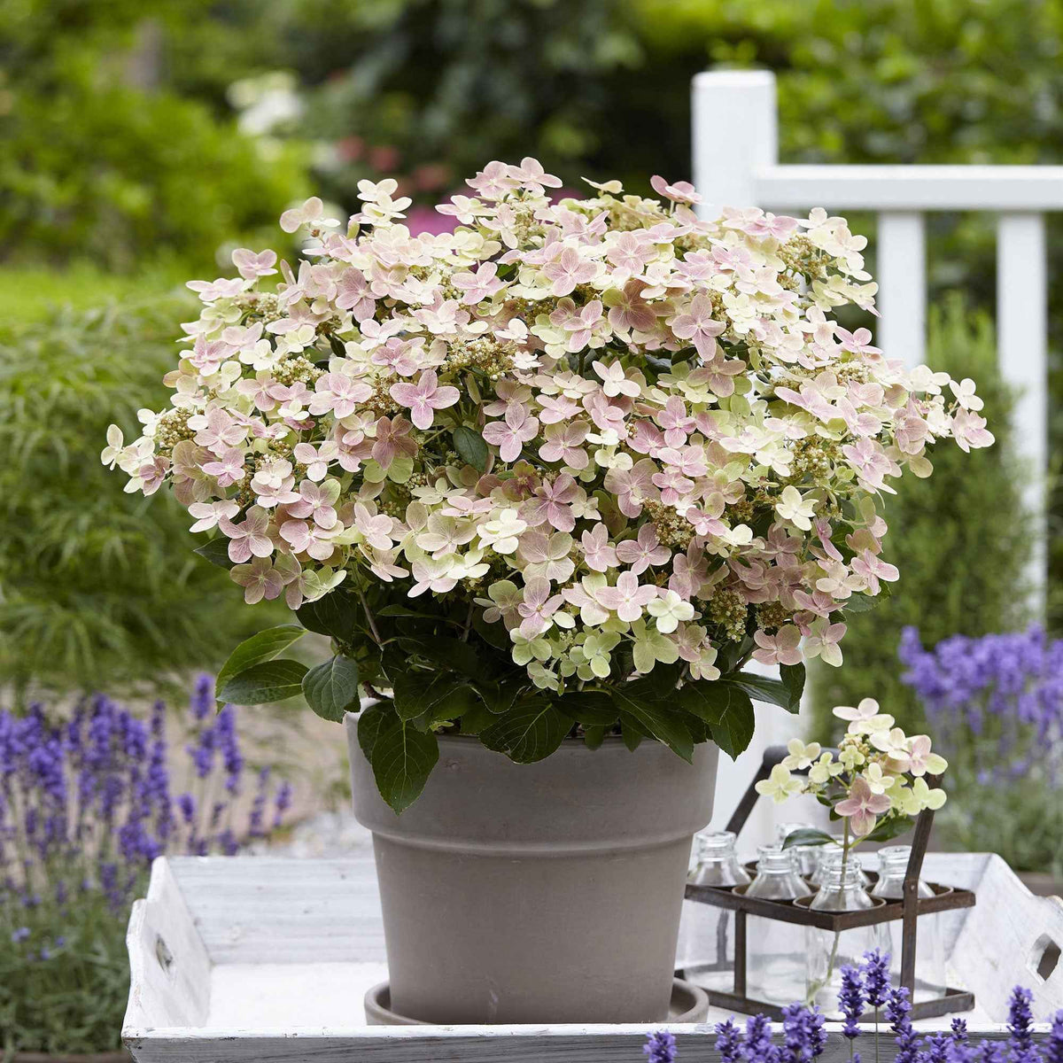 Pluimhortensia 'Switch Ophelia'® - Hydrangea paniculata 'switch ophelia'® - Bakker