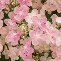 Pluimhortensia 'Switch Ophelia'® - Hydrangea paniculata 'switch ophelia'® - Plantsoort