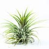 Tillandsia ionantha 'Druid' - Tillandsia ionantha druid - Kamerplanten