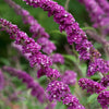 Vlinderstruik 'Berries & Cream' - Buddleja davidii 'berries and cream' - Tuinplanten