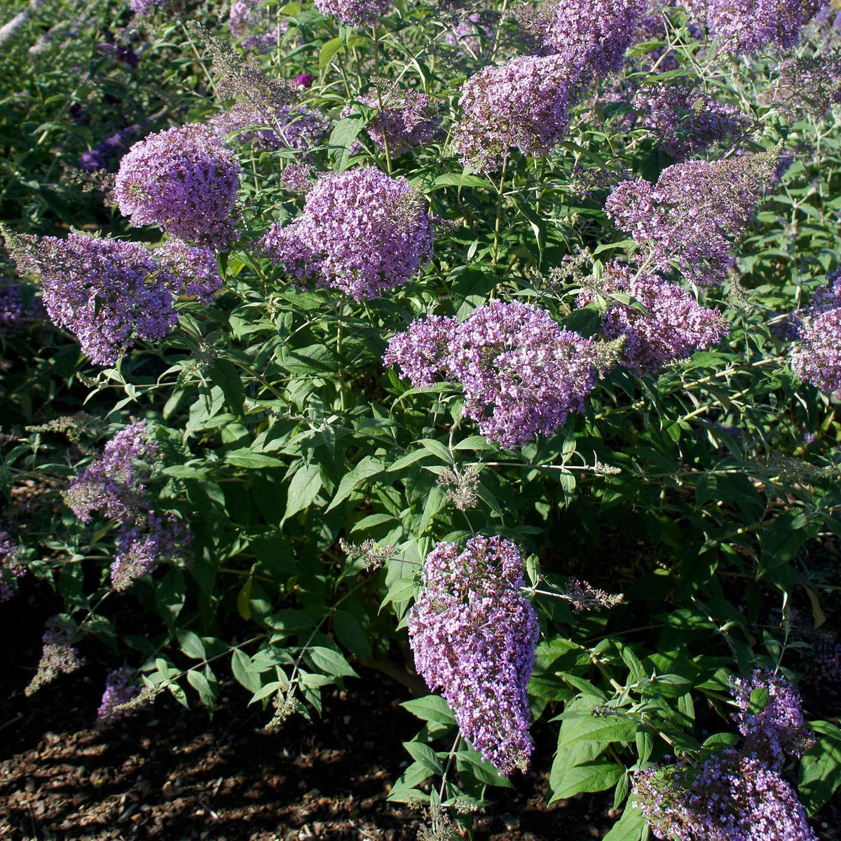 Vlinderstruik 'Gulliver' - Bakker