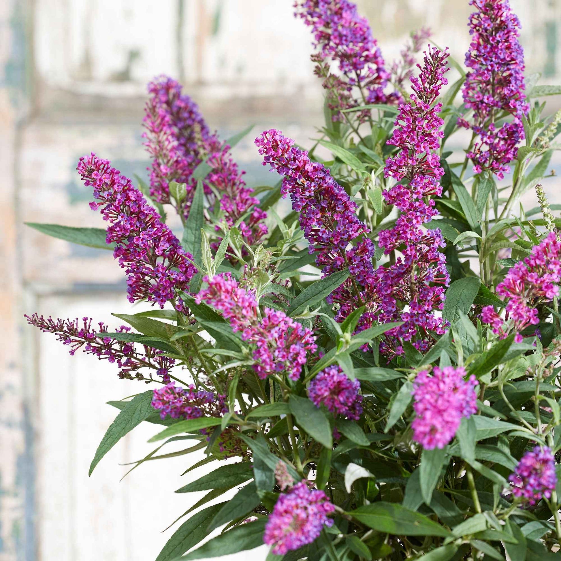 Vlinderstruik 'Butterfly Towers' - Buddleja davidii 'butterfly towers' - Tuinplanten