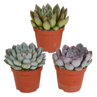 Succulent Echeveria Mix (x3) -  echeveria 'apus' ,'mira' & 'hercules' - Kamerplanten