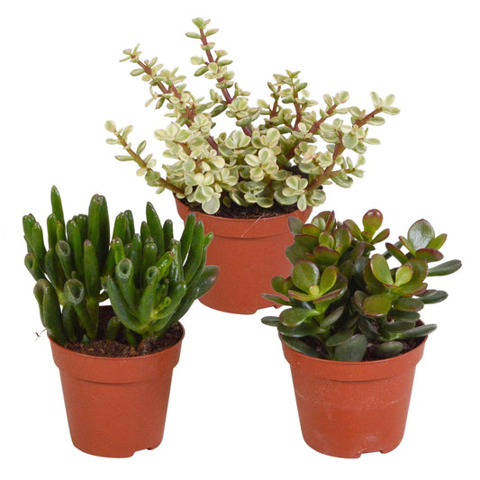 Succulent Crassula Mix (x3) - Bakker