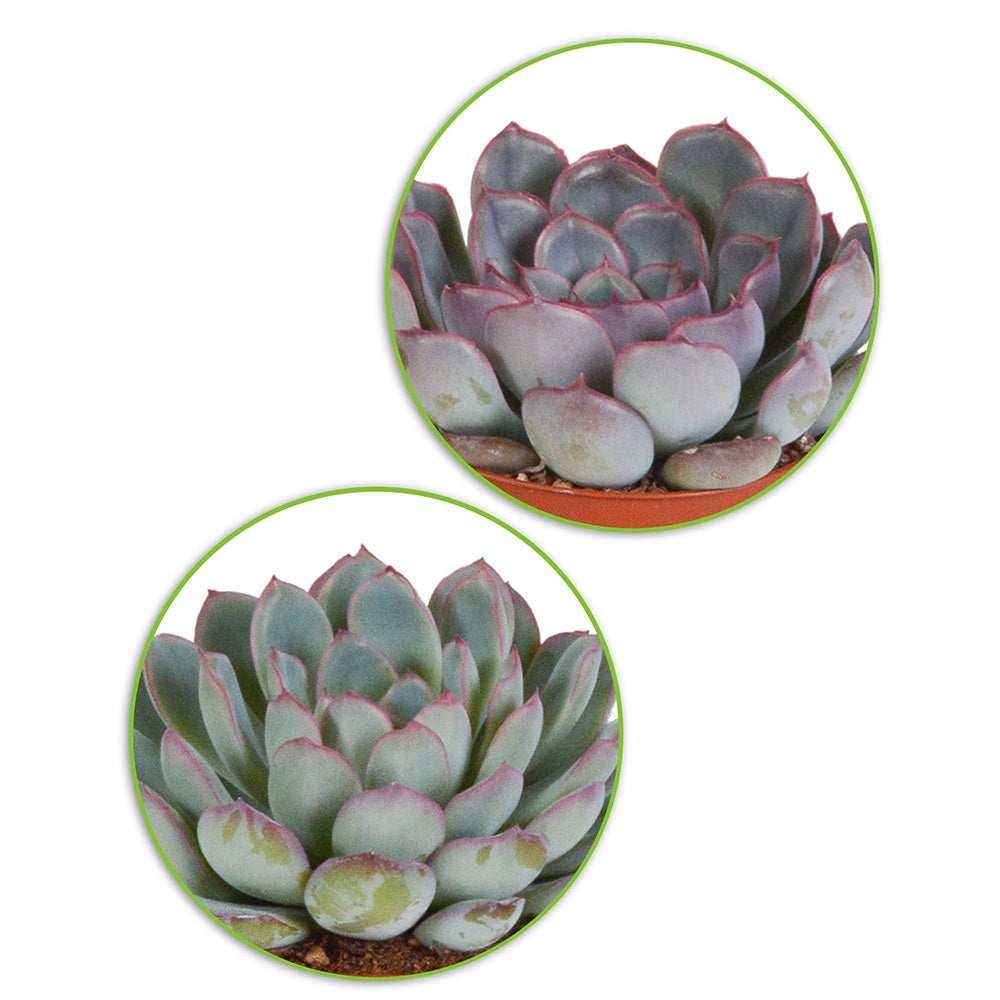 Succulent Mix - Crassula , 2 Echeveria , Portulacaria Afra, Kalanchoe Tomentosa
